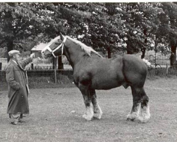 stallion Baron de Rose (Arden, 1928, from Baron de Bambine)