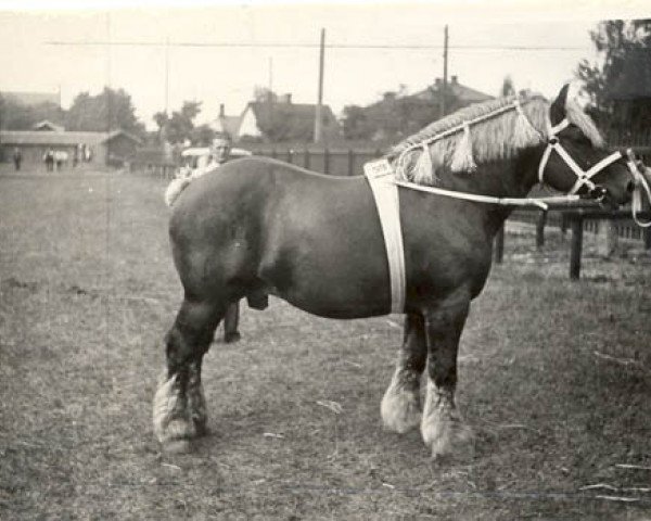 Deckhengst Tournoi d'Hory (Belgischer Ardenner, 1926, von Paliseul)