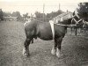 stallion Tournoi d'Hory (Belgian Ardennes, 1926, from Paliseul)