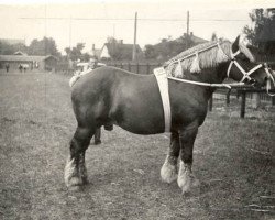 stallion Tournoi d'Hory (Belgian Ardennes, 1926, from Paliseul)