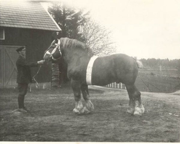 stallion Gourmand des W. (Belgian Ardennes, 1909, from Jules de Boulant)