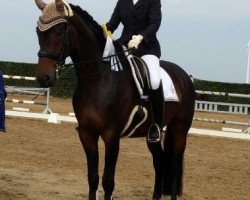 dressage horse Sir Fino (Rhinelander, 2007, from Sir Donnerhall I)