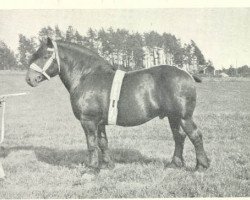 Deckhengst Gormé (Ardenner, 1913, von Gourmand des W.)