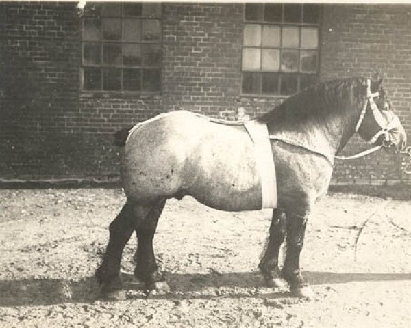 stallion Gorki (Arden, 1918, from Gormé)