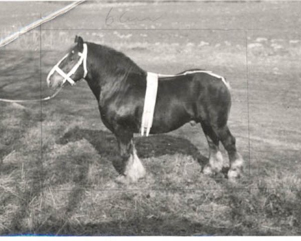 stallion Inde (Arden, 1939, from Indigène de Balingue)
