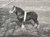 stallion Inde (Arden, 1939, from Indigène de Balingue)