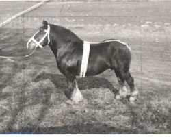 stallion Inde (Arden, 1939, from Indigène de Balingue)