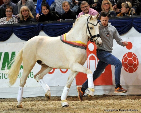 stallion Genscher (German Riding Pony, 2015, from Golden West NRW)