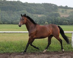 Pferd National 2 (KWPN (Niederländisches Warmblut), 1995, von Hattrick VDL)