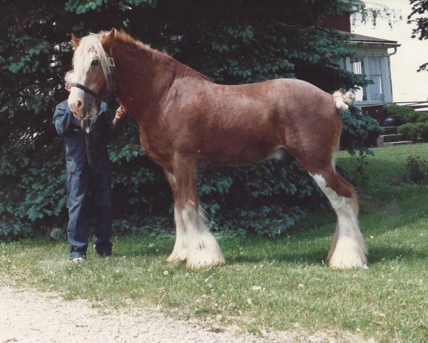 Deckhengst Greendykes Golden Arrow (Clydesdale, 1978, von Doura Masterstroke)