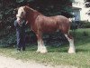stallion Greendykes Golden Arrow (Clydesdale, 1978, from Doura Masterstroke)