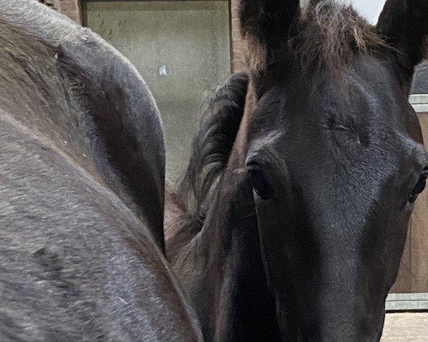 dressage horse Titus W (Rhinelander, 2021, from Taurus)