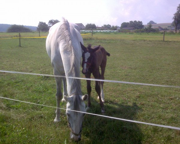 broodmare Parodie (Thuringia, 1999, from Point)