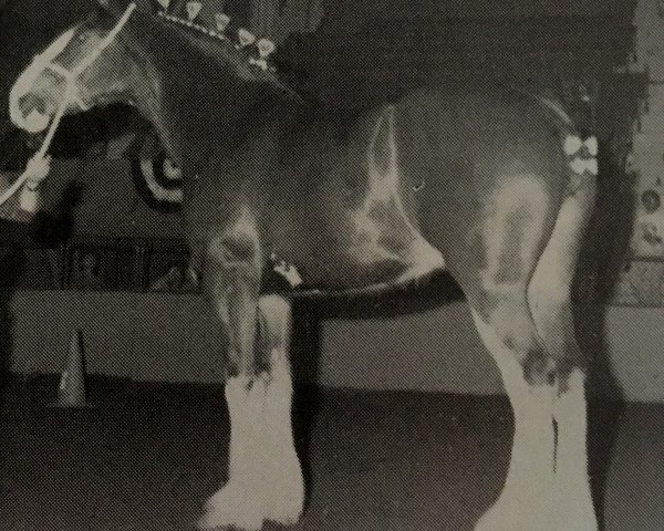 Zuchtstute Glenda Rose (Clydesdale, 1985, von Greendykes Golden Arrow)