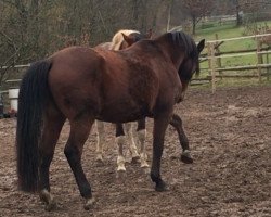 horse Slowly (Trakehner, 2008, from Cadeau)