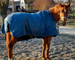 broodmare Rosaly 11 (Hanoverian, 2007, from Riverside)