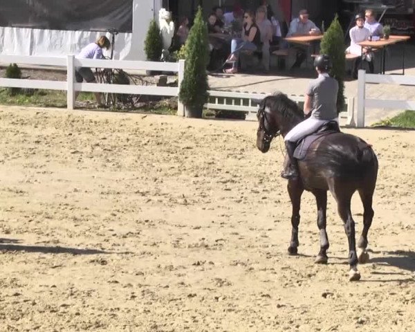 Reitturnier Leutkirch-Diepoldshofen 2018