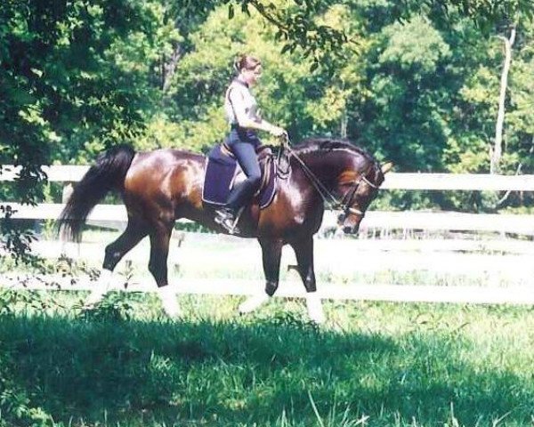 Pferd Winnetou West (Hannoveraner, 1978, von Winnetou)