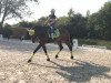 dressage horse Coming Home 8 (Holsteiner, 2012, from Catoo)