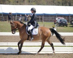 dressage horse Strandgaards Charmeur (German Riding Pony, 2008, from FS Champion de Luxe)