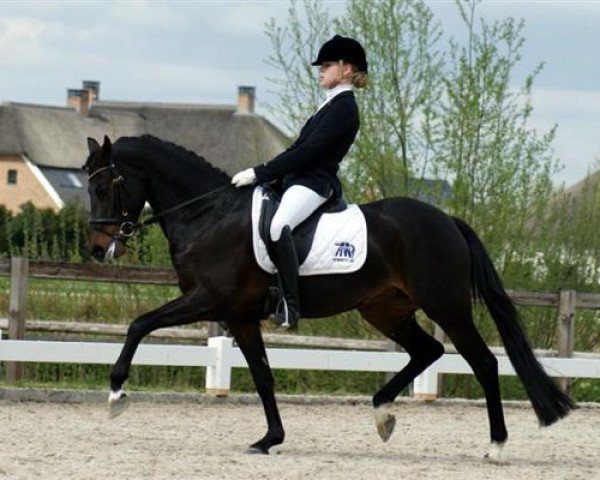 Zuchtstute Petri van den Hout (Nederlands Rijpaarden en Pony, 2007, von Orchard Boginov)