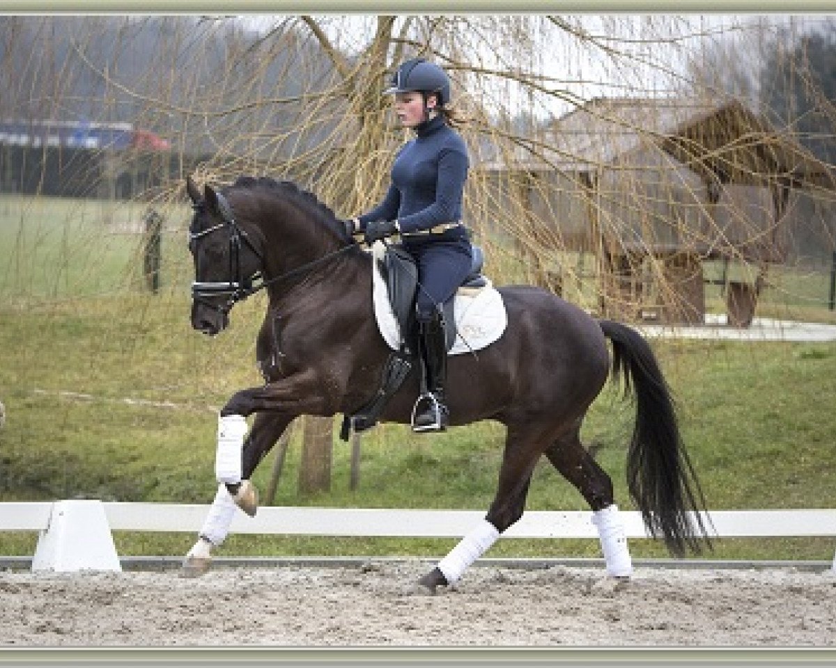 Deckhengst Wizard (Nederlands Rijpaarden en Pony, 2010, von Klein Roderijs Cocktail)