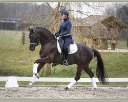 stallion Wizard (Nederlands Rijpaarden en Pony, 2010, from Klein Roderijs Cocktail)