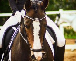 jumper Chicago (German Riding Pony, 2007, from Choco Cracker)