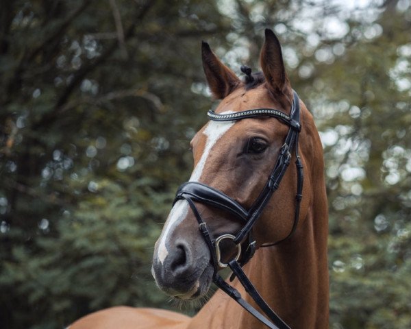 dressage horse M.d.'s Light Star (Westphalian, 2012, from Light Boy)