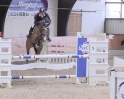 jumper Chacclait (Oldenburg show jumper, 2009, from Chacco-Blue)