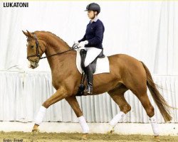 horse Lukatoni (Hanoverian, 2008, from Lauries Crusador xx)