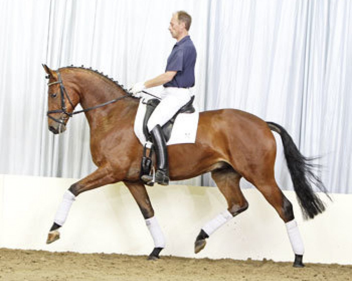 dressage horse Libretto 41 (Hanoverian, 2007, from Lauries Crusador xx)
