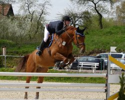 Springpferd Erica van de Schildhoeve (Hessisches Warmblut, 2009, von Casado)