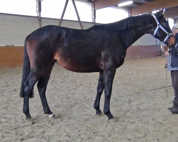 dressage horse Bienvenidos (Trakehner, 2012, from All Inclusive)