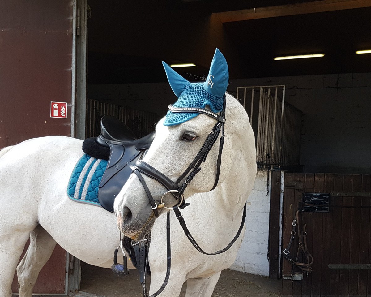 broodmare Contessa 168 (Westphalian, 2004, from Contini)