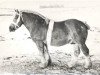 stallion Ikon (Arden, 1944, from Inde)