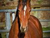 dressage horse Emilio CF (Oldenburg, 2016, from Escolar)