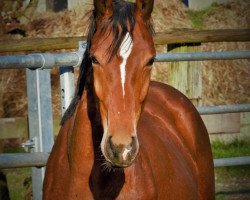 dressage horse Emilio CF (Oldenburg, 2016, from Escolar)