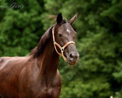 dressage horse Dominante (Hanoverian, 2004, from Don Crusador)