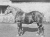 stallion Stanton (Belgian Ardennes, 1893, from Favori)