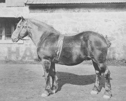 stallion Stanton (Belgian Ardennes, 1893, from Favori)