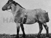 stallion Voltigeur (Arden, 1903, from Stanton)