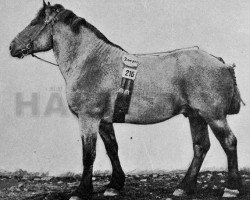 stallion Voltigeur (Arden, 1903, from Stanton)