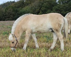 horse Skjold's Sirius (Fjord Horse, 2014, from Orkan Skovå)