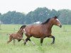 broodmare Weltfrau (KWPN (Royal Dutch Sporthorse), 2003, from Voltaire)