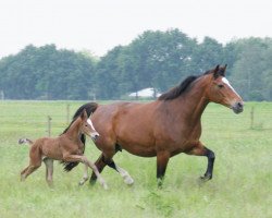 Zuchtstute Weltfrau (KWPN (Niederländisches Warmblut), 2003, von Voltaire)