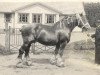 stallion Jacobin de Valmont (Belgian Ardennes, 1910, from Grenadier de Valmont)