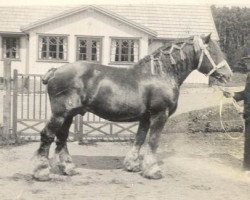 Deckhengst Jacobin de Valmont (Belgischer Ardenner, 1910, von Grenadier de Valmont)