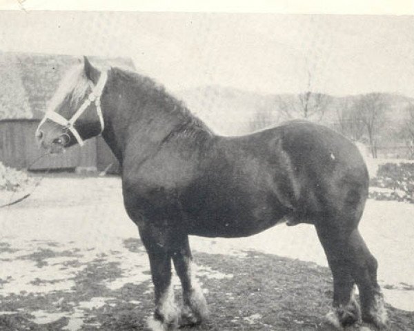 Deckhengst Jagol (Ardenner, 1924, von Jacobin de Valmont)