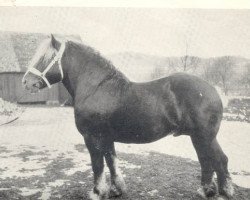 stallion Jagol (Arden, 1924, from Jacobin de Valmont)